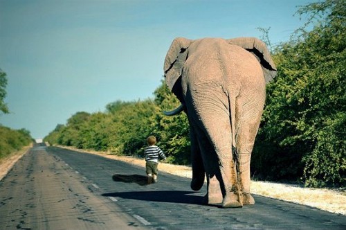 Слон и мальчик, бегущий по дороге